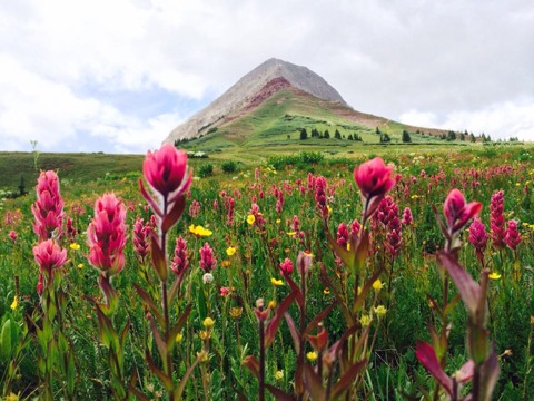 Colombine Wild Flowers