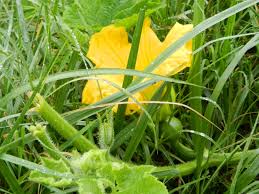 Flowering Pumpkin Plant