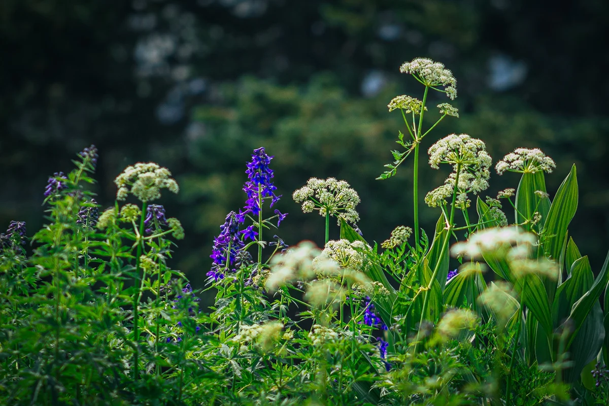 Mountain Wildflowers