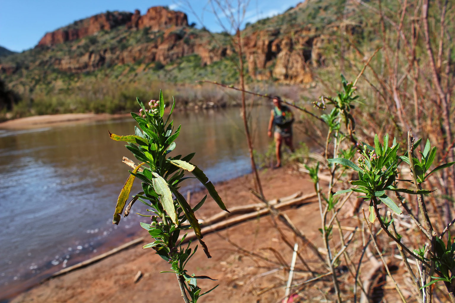 Salt River Kayaking Arizona-Mild to Wild