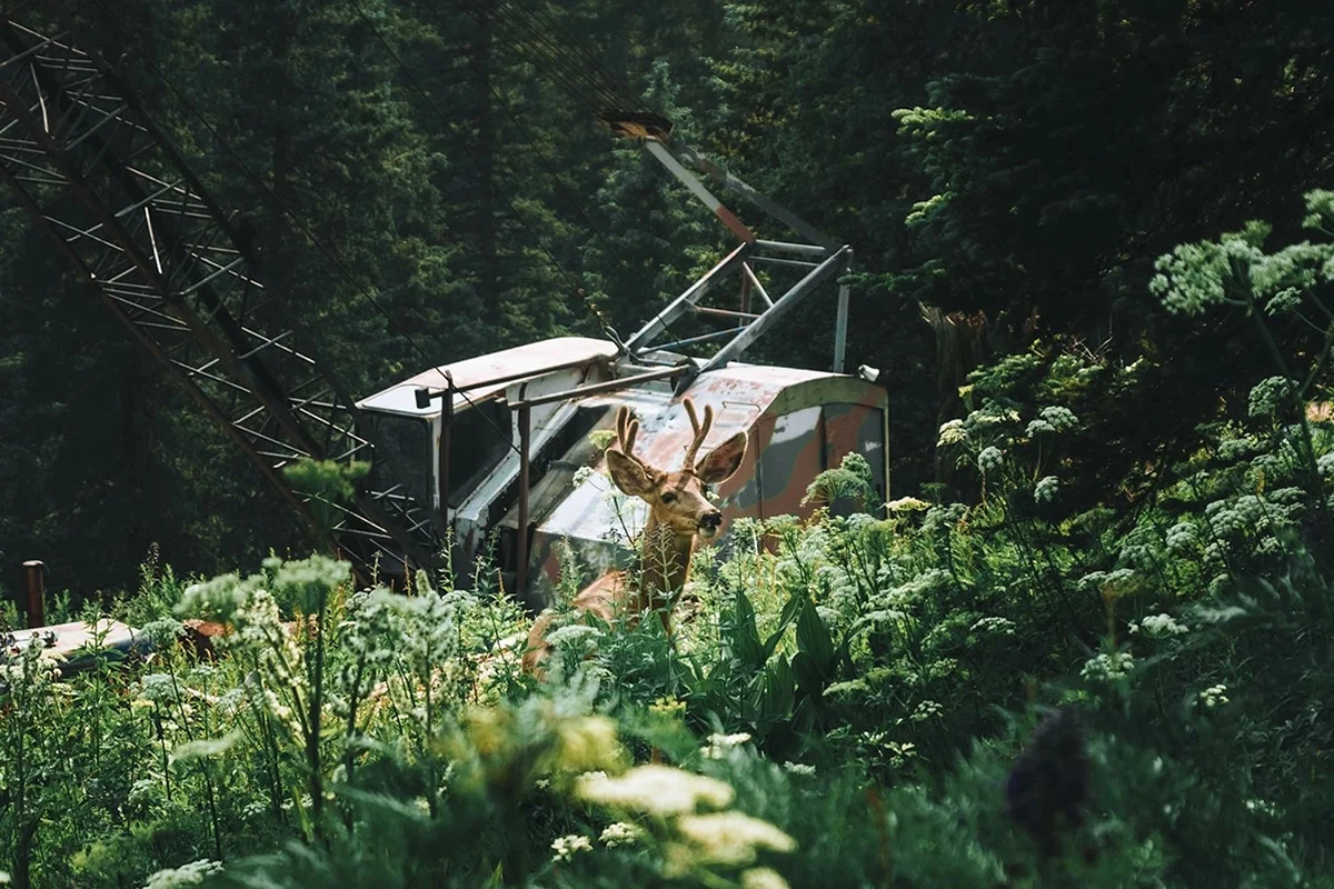 A young buck stands near an abandoned crane on a mountainside