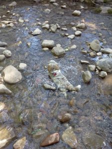 Furry Friends love the Lower Animas, too!