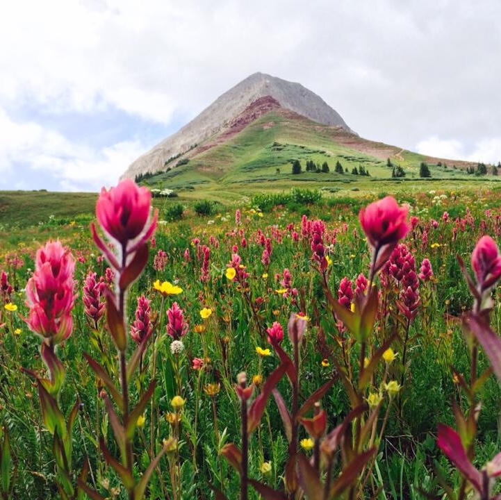 Durango Colorado Wildflowers - Mild to Wild