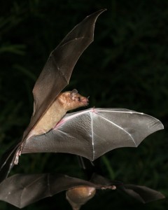 Lesser Long-Nosed Bat