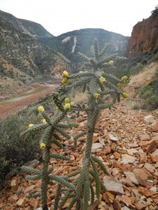 Cacti in the Salt River Canyon