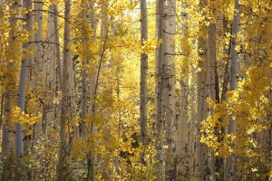 Golden Aspens