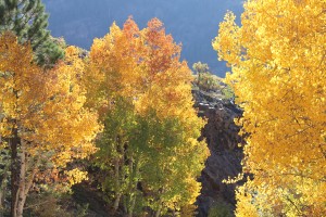 Colorado Fall Colors