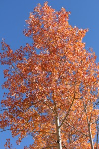 Aspens on Jeep Tour