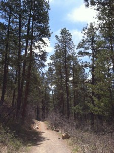 Durango Hikes through the Pines