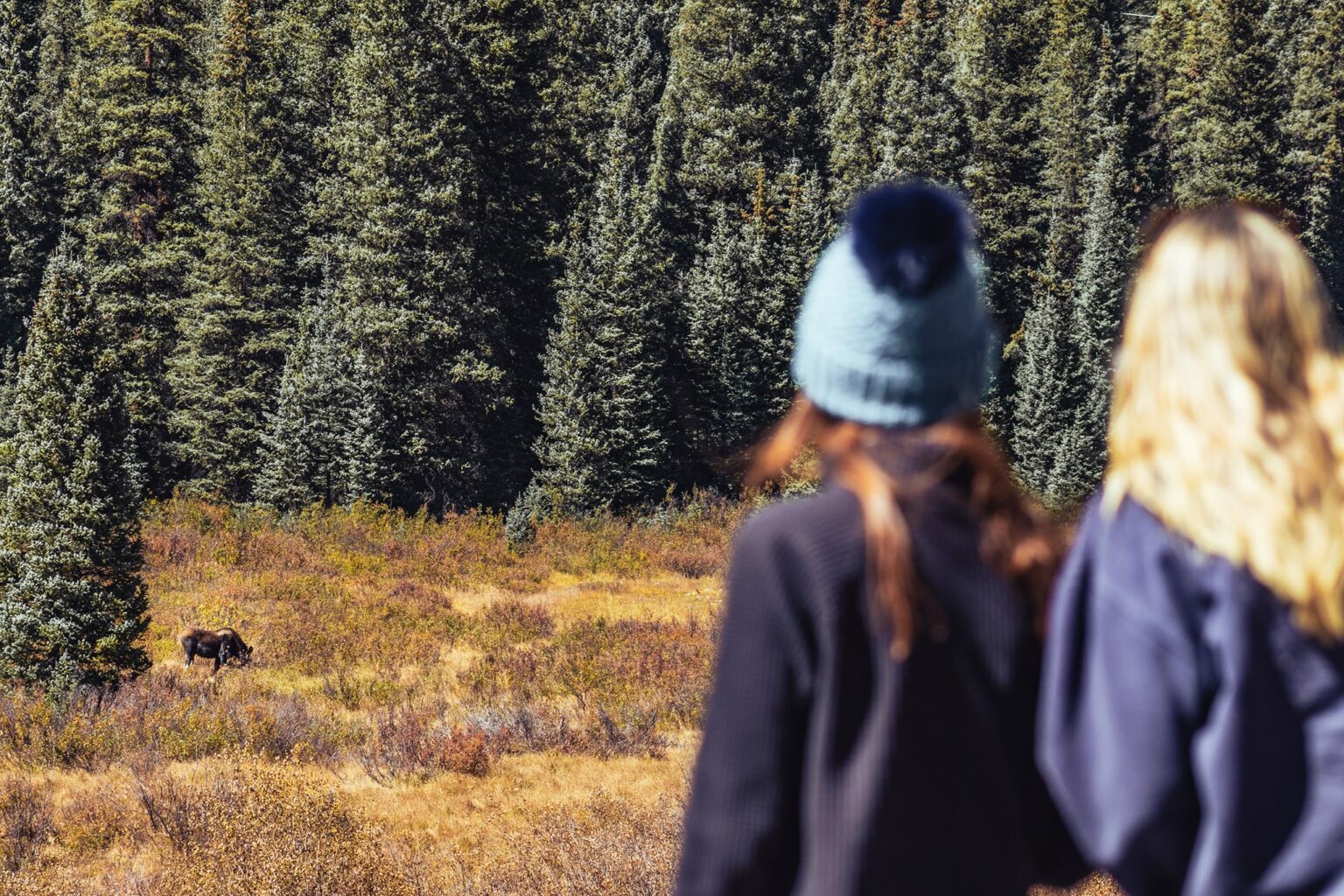 Two women looking at a moose in a pasture in Silverton, Colorado - Mild to Wild