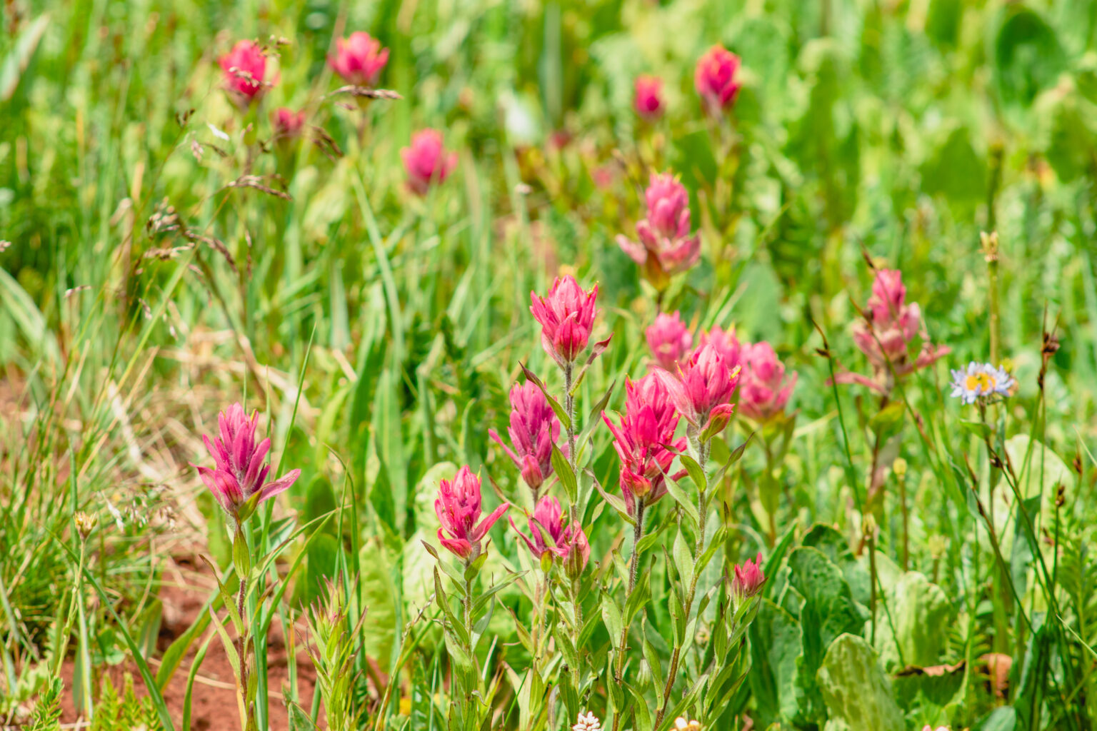 Pink Indian Paint Brush Wildflowers Durango - La Plata Canyon Wildflowers - Mild to Wild