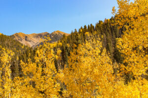 Glowing aspen trees in the fall in La Plata Canyon near Durango