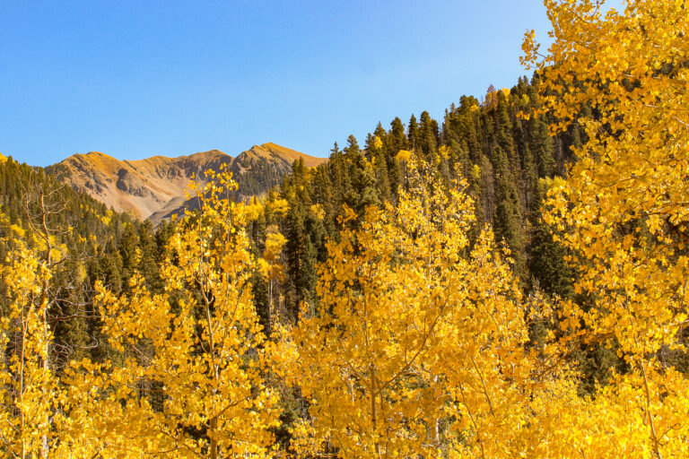 Glowing aspen trees in the fall in La Plata Canyon near Durango