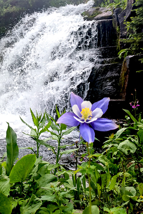Purple columbine with a waterfall in the background