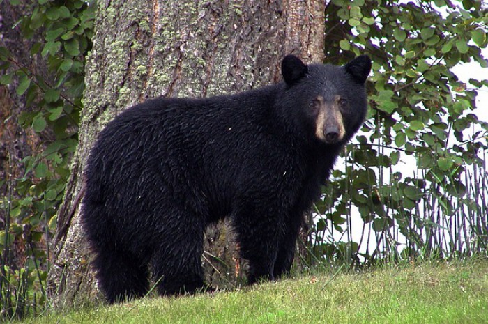 Black Bear Seen on a Jeep Tour