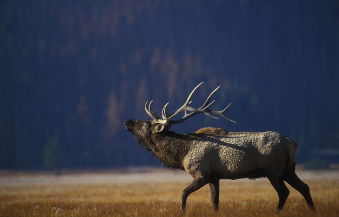 Elk