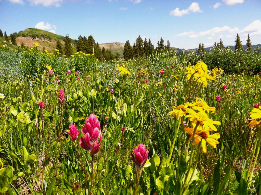 Things to do in Telluride Co-Wildflowers-Mild to Wild