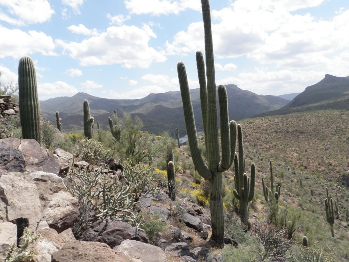 Cactus Salt River Arizona - Mild to Wild