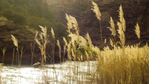 Dolores River Rafting-Colorado-Mild to Wild