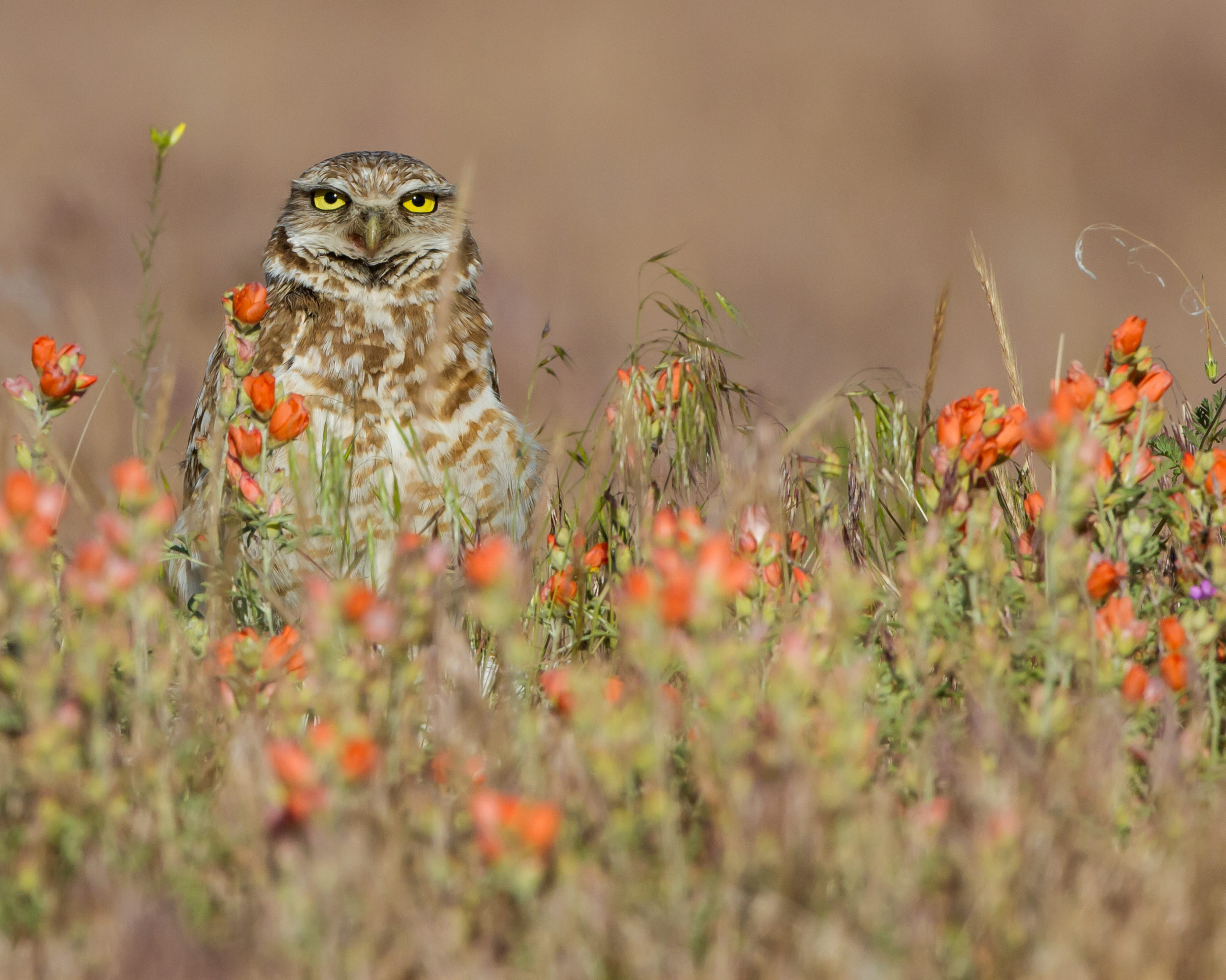 Utah wildlife antelope island things to do from salt lake