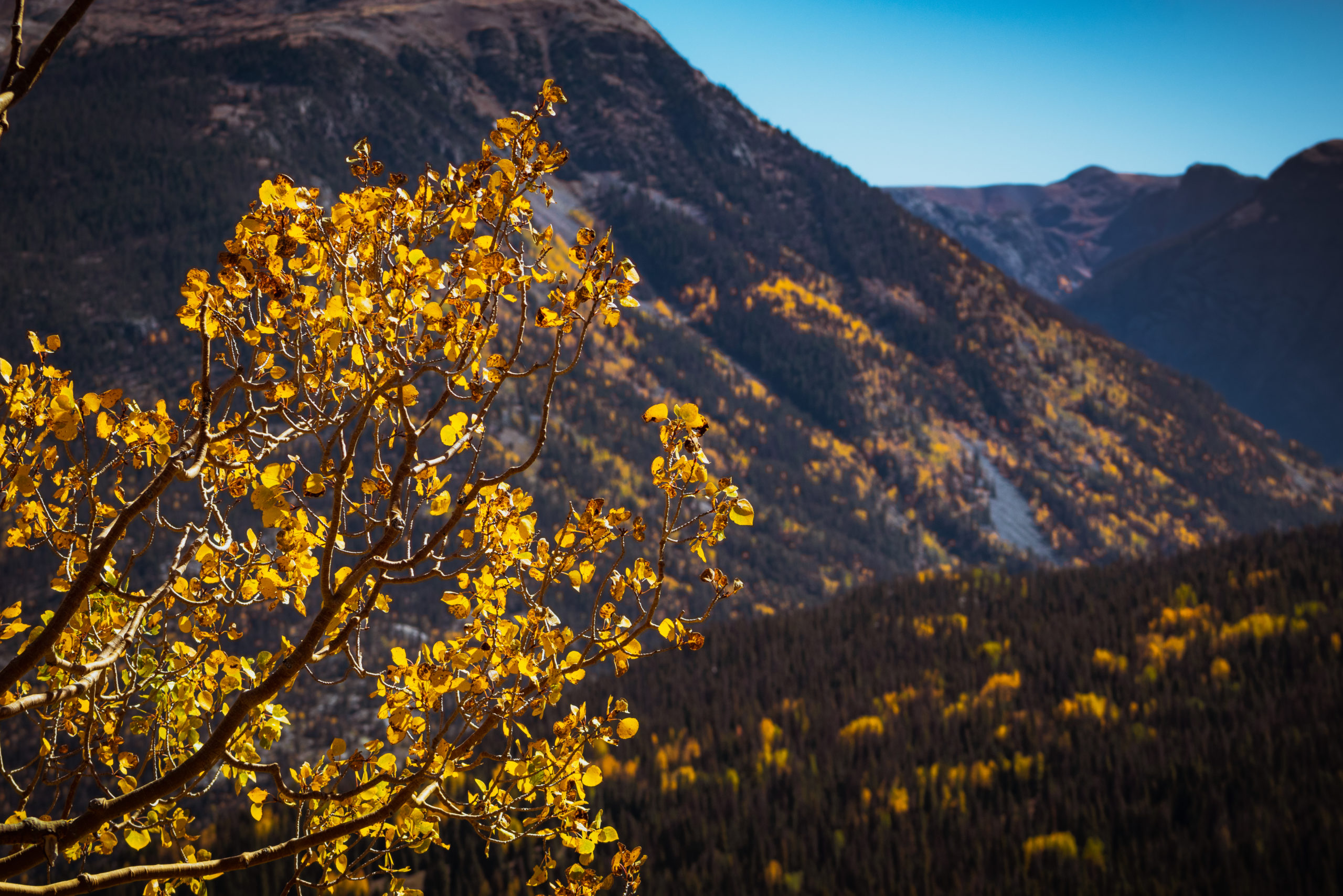 Fall Aspen Tree at Molas Pass - San Juan Skyway - Mild to Wild