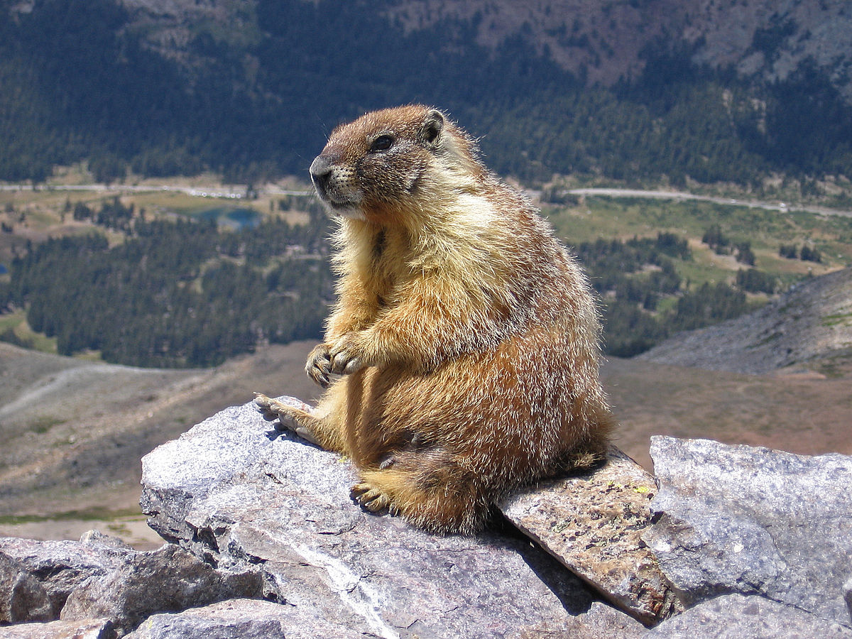 Marmot sits on a rock - Mild to Wild 