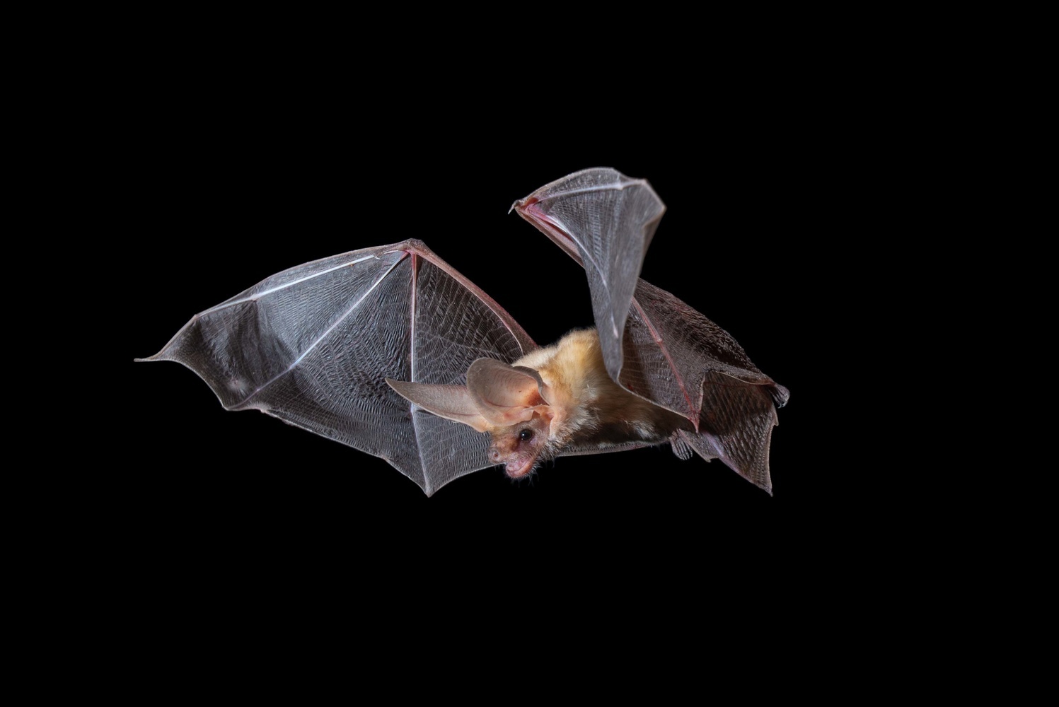 Pallid Bat Flying - Jose Martinez Photo - Mild to Wild