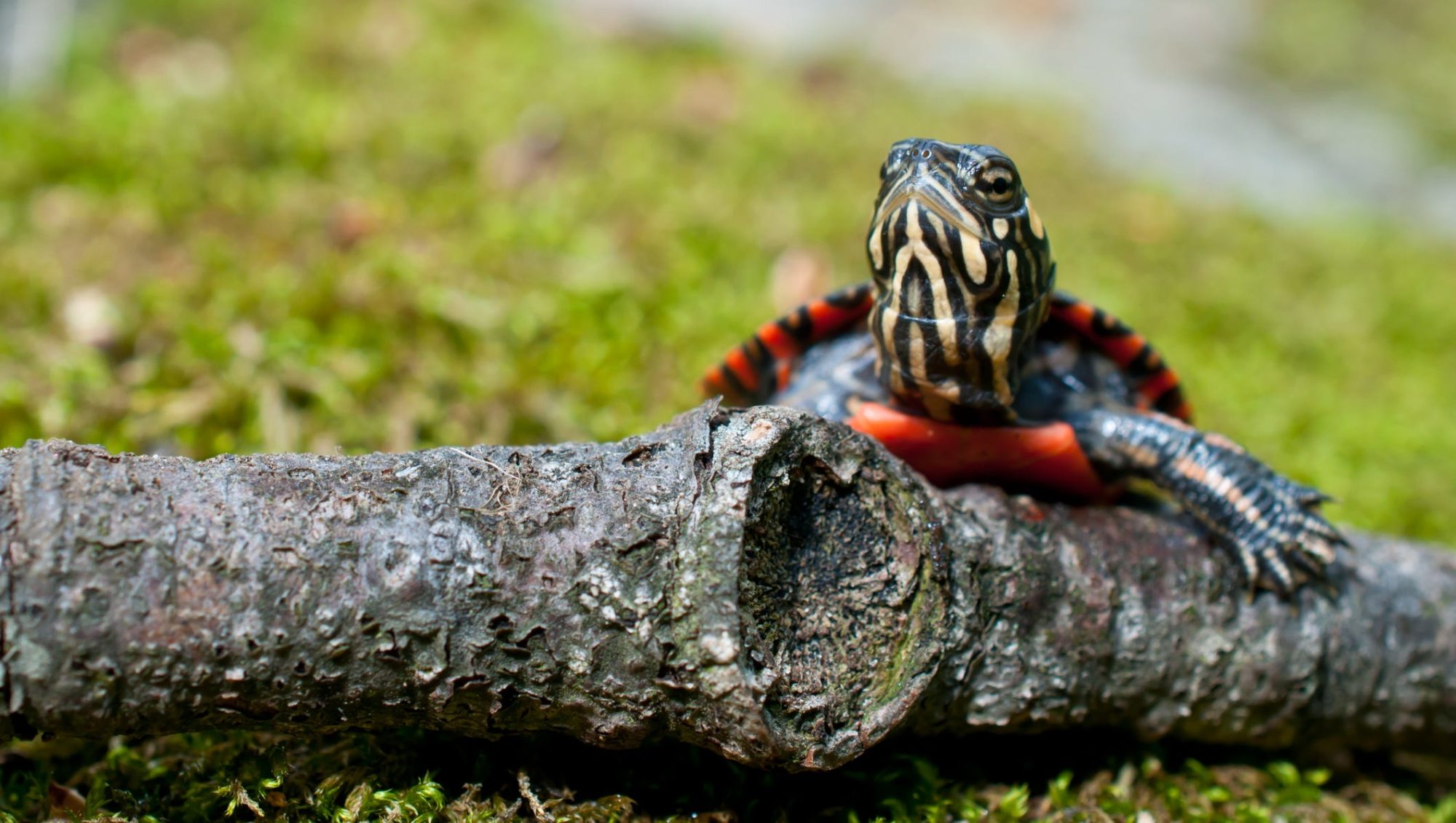 Baby western painted turtle on log - Mild to Wild