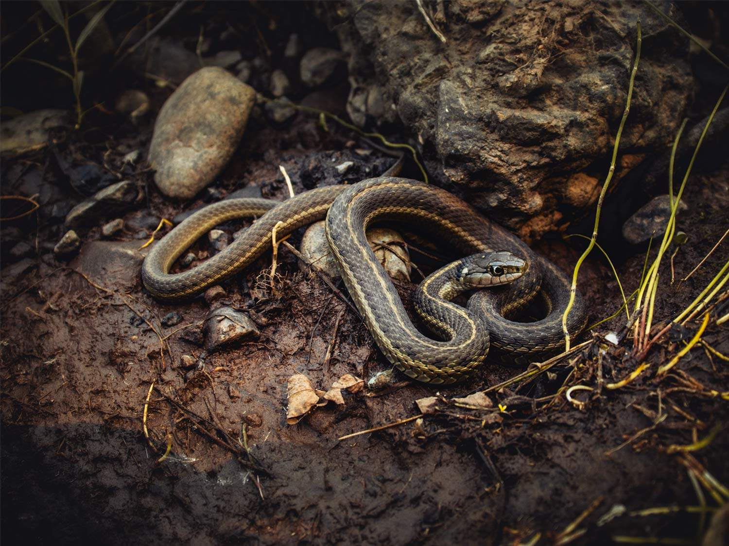 Western Terrestrial Garter Snake - Ian Murphy Photo- Mild to Wild