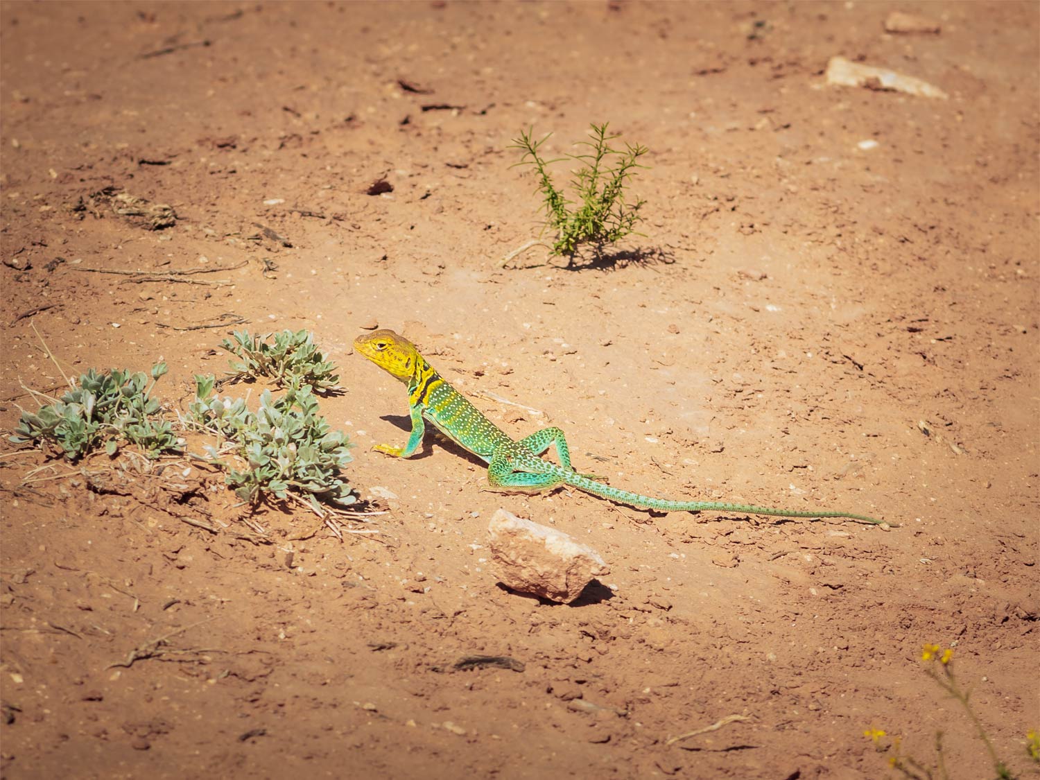 Eastern Collared Lizard - Ian Murphy Photo - Mild to Wild