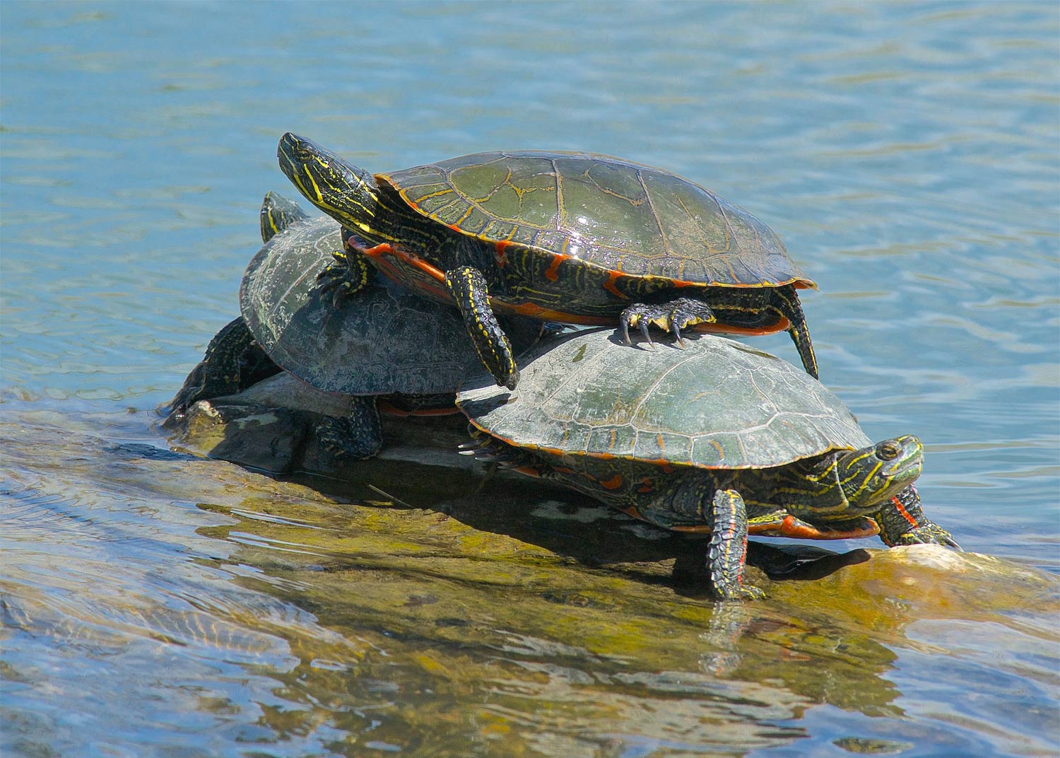 Three Painted Turtles In Water - Southwestern Wildlife Hibernation - Mild to Wild