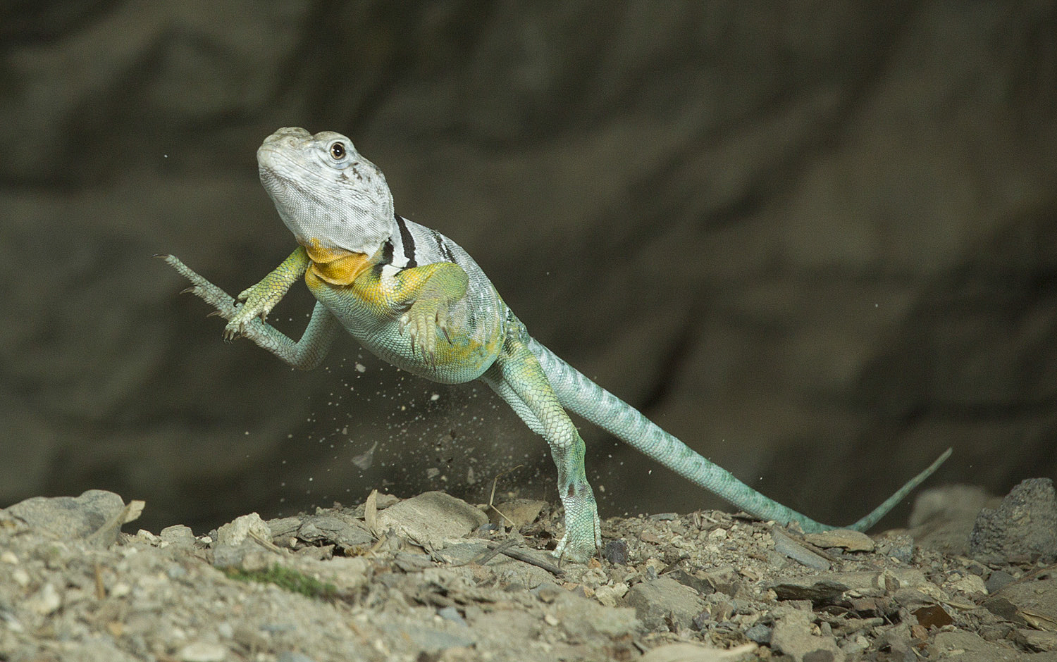 Eastern Collared Lizard running - Mild to Wild