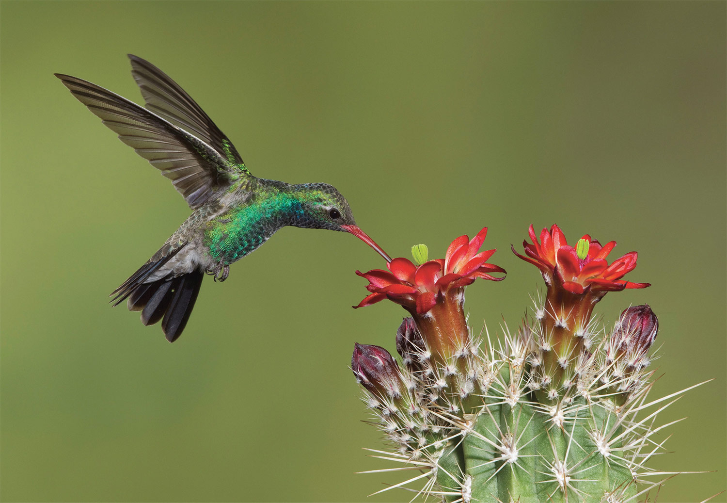 Broad-billed hummingbird - Charles Melton Photo - Mild to Wild