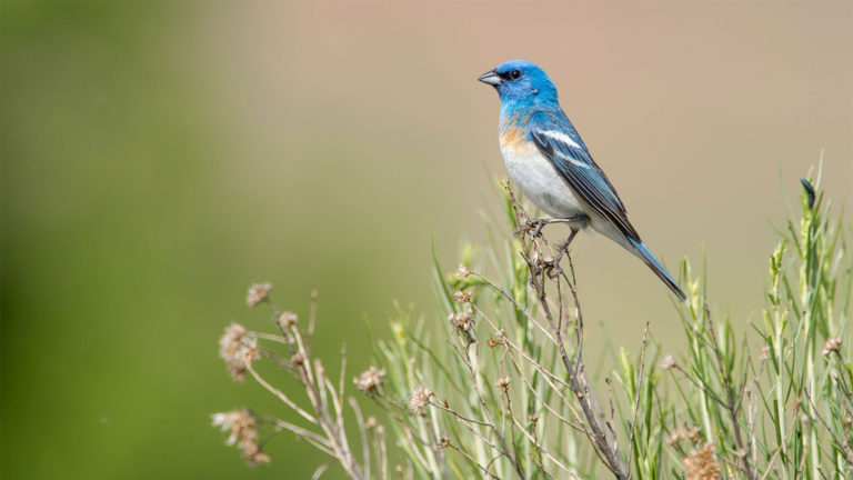 Lazuli Bunting Bird Perched On Branch - Mild to Wild