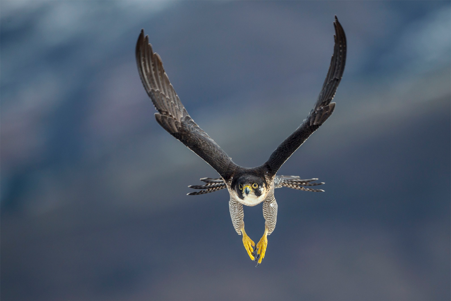 Peregrine Falcon Flying - Mild to Wild