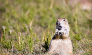 Prairie Dog With Surprised Face - Mild to Wild