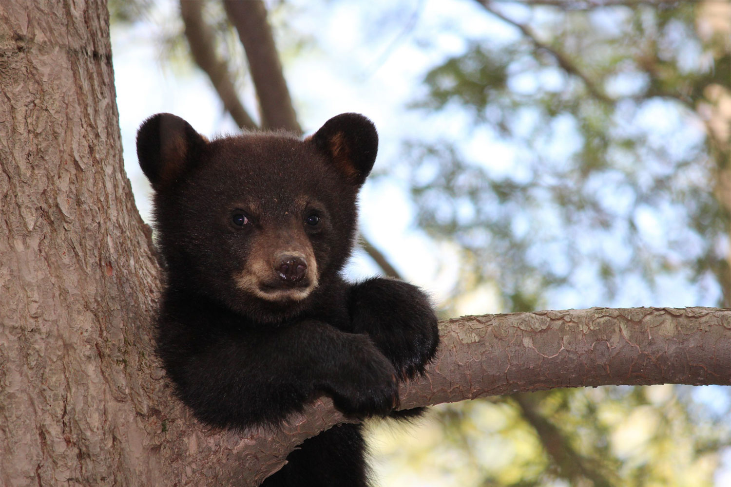 Black Bear Cub Hanging From Branch - Mild to Wild