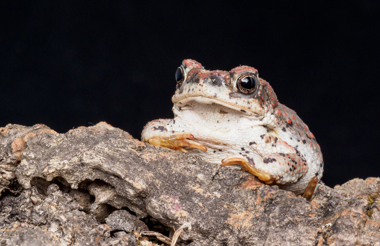 Red Spotted Toad - Mild to Wild