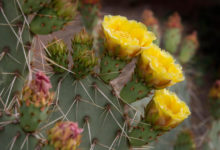 Yellow Prickly Pear Cactus Blooms - Mild to Wild