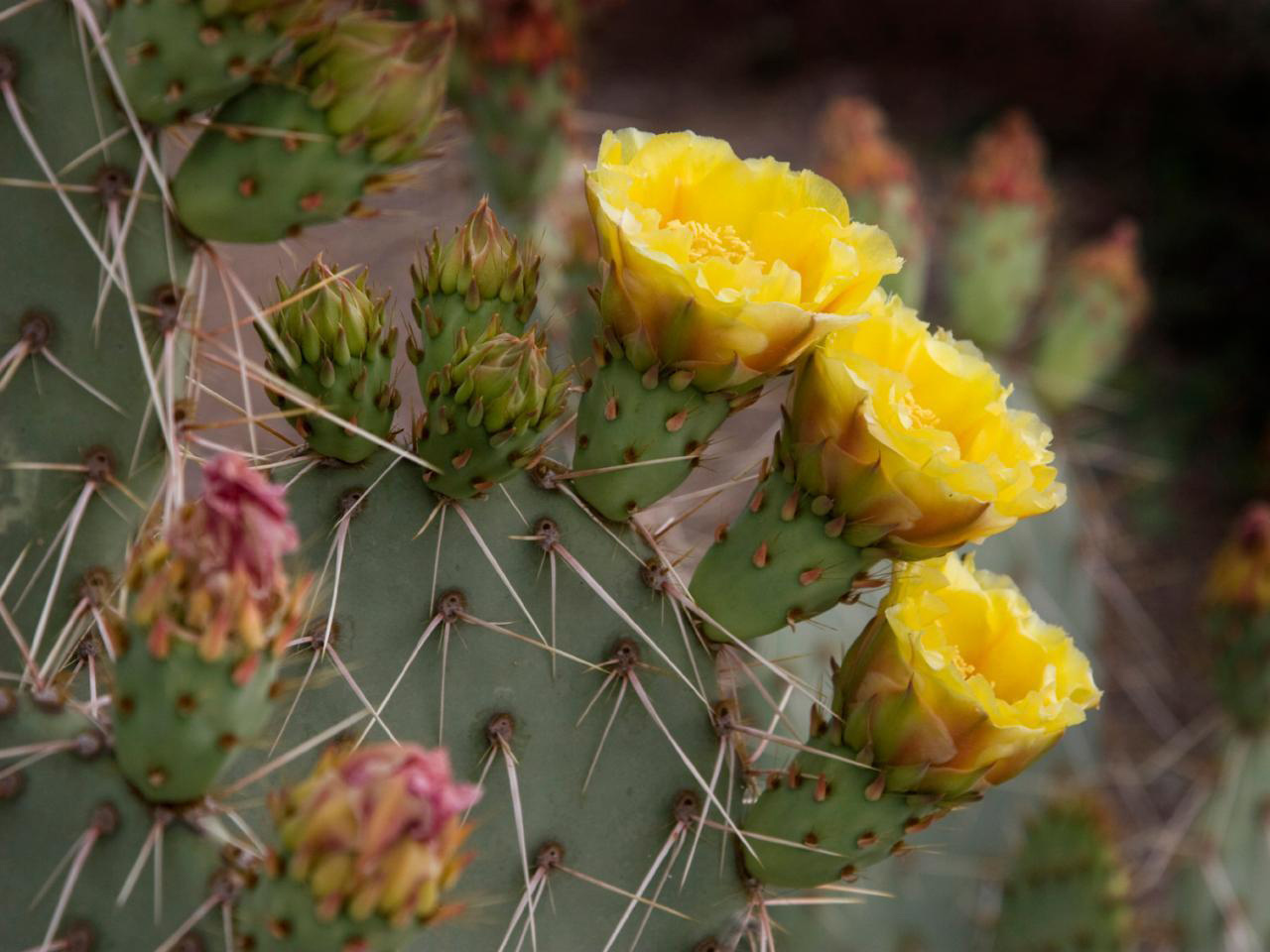 Yellow Prickly Pear Cactus Blooms - Mild to Wild