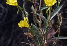 Bridges Evening Primrose Wildflower - Mild to Wild