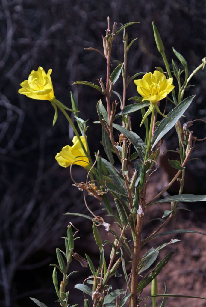 Bridges Evening Primrose Wildflower - Mild to Wild