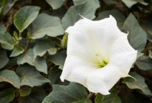 Sacred Datura Desert Wildflower - Mild to Wild