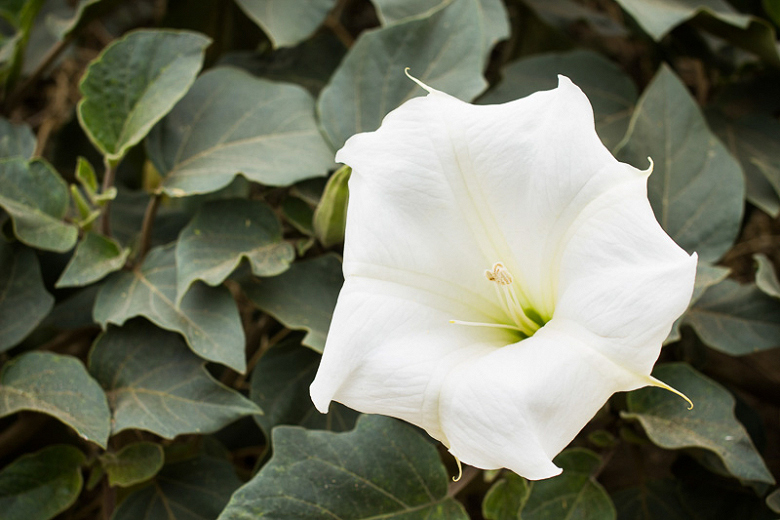 Sacred Datura Desert Wildflower - Mild to Wild