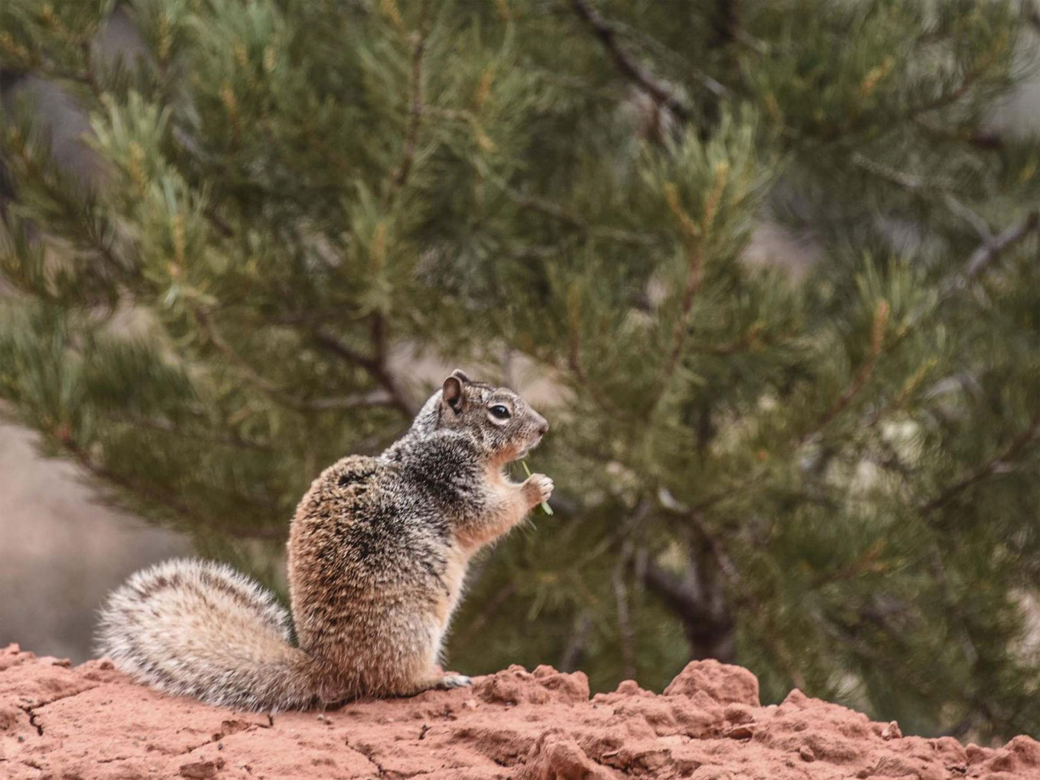 Ground Squirrel - Mild to Wild