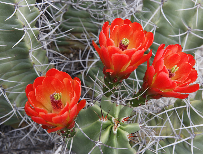 Claret Cup Cactus - Mild to Wild