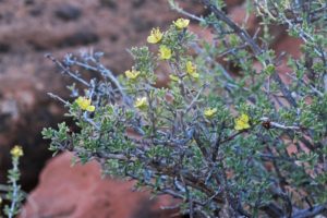 Blackbrush bush - yellow wildflower blooms - Mild to Wild