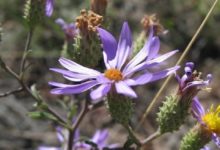 Hoary Aster blooms - Mild to Wild