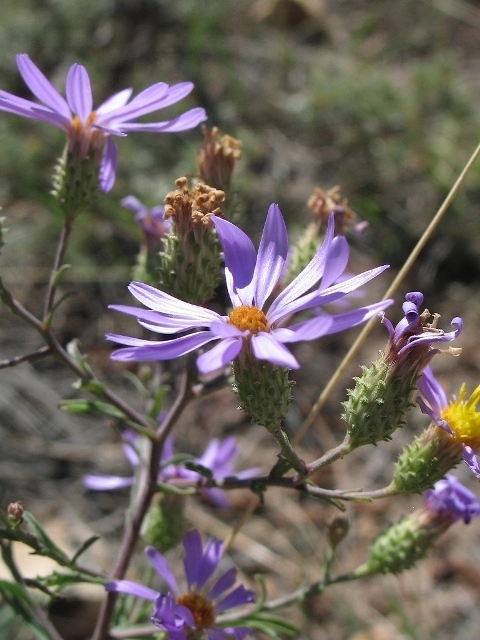 Hoary Aster blooms - Mild to Wild