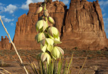 Yucca Flowers - Mild to Wild